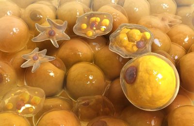 Pour la science. Formation des adipocytes 2