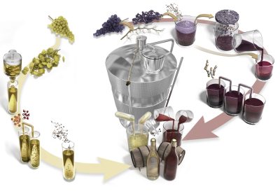 Les étapes de la vinification