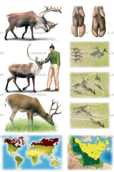 Editions Atlas - Les caribous