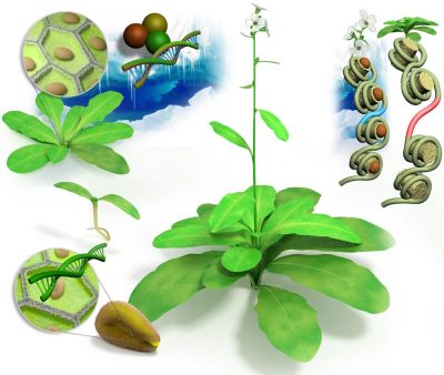 Magazine pour la Science. Le mécanisme de la floraison 1
