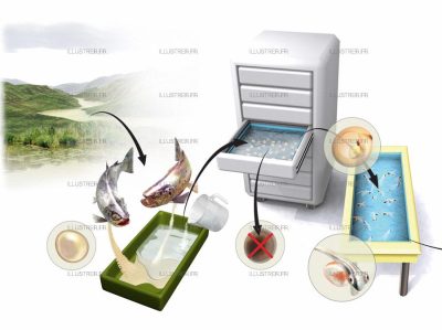 Science&Vie - Pisciculture 2