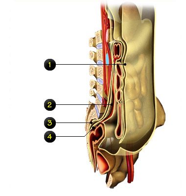 chirurgie digestives coupe 3
