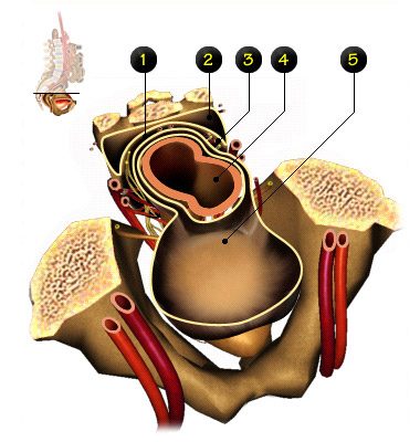 chirurgie digestives  cul de sac de douglas