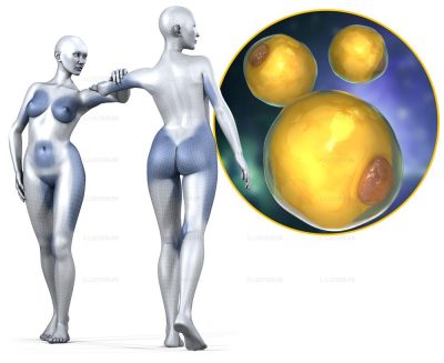Pour la science. Formation des adipocytes 3