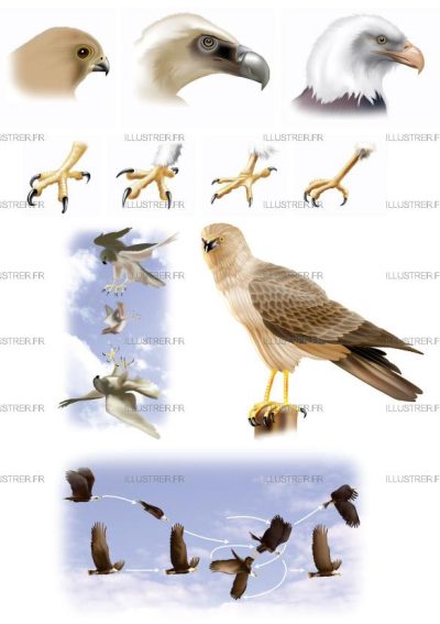 Editions Atlas - Les rapaces