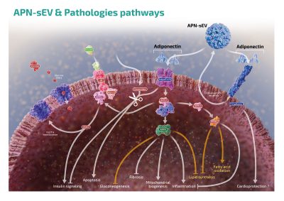 Ciloa - APN-sEV & Pathologies pathways