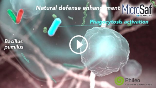 Film d'animation 3D — Phileo Lesaffre