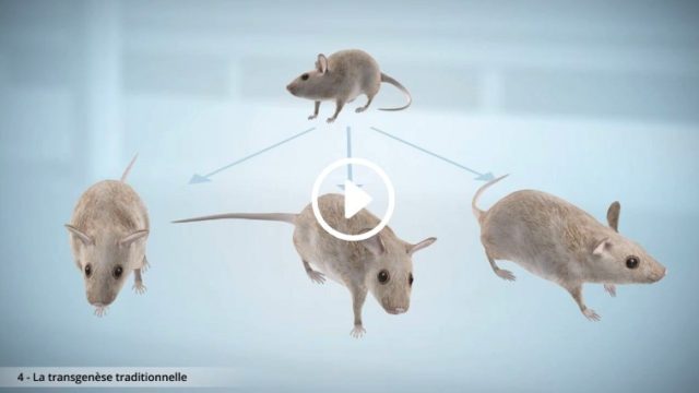 Film d'animation 3D — UPMC